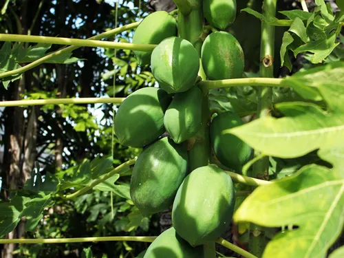 Green papayas growing on the family's papaya tree