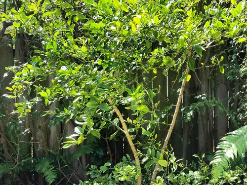 The family's own key lime tree growing in the backyard